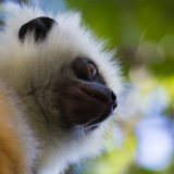 010 - Website 2024 - 2017 Madagascar
